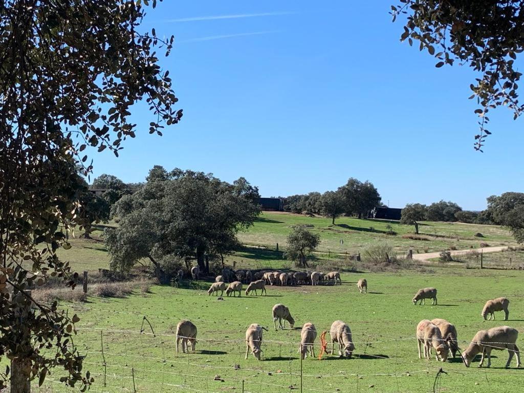 Casa Rural "El Carrasca" El Carrascalejo Exteriér fotografie